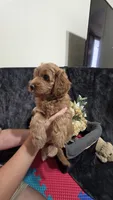 Orange, a female Miniature Goldendoodle for sale in Lake Mary, FL – 4 of 4