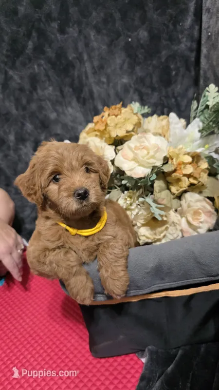 Yellow – Miniature Goldendoodle puppy for sale in Lake Mary, FL