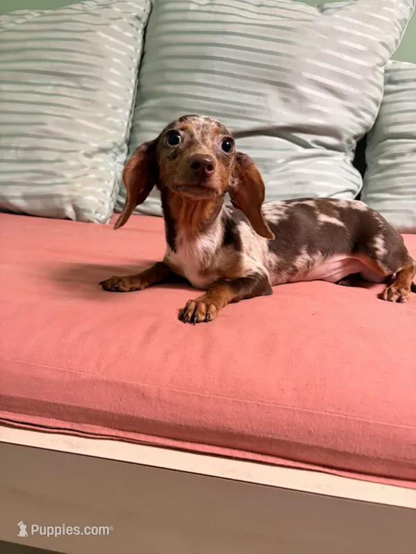 Punk – Miniature Dachshund puppy for sale in New York, NY