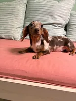 Punk, a male Miniature Dachshund for sale in New York, NY – 1 of 6
