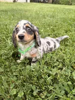 Timmy, a male Miniature Dachshund for sale in New York, NY – 2 of 3