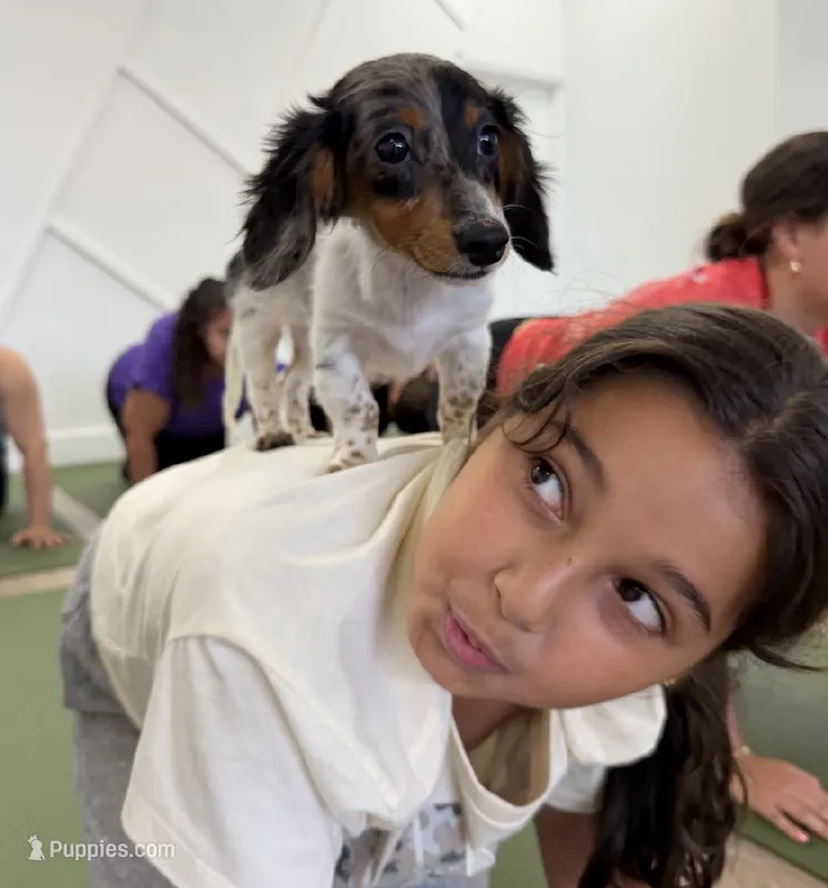 Amiee – Miniature Dachshund puppy for sale in New York, NY