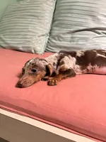 Punk, a male Miniature Dachshund for sale in New York, NY – 5 of 6