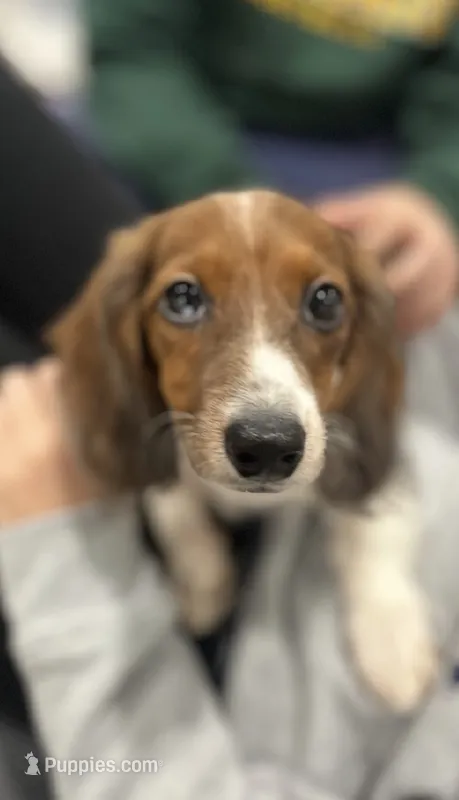 marky – Miniature Dachshund puppy for sale in New York, NY