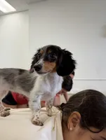 Amiee, a female Miniature Dachshund for sale in New York, NY – 3 of 4
