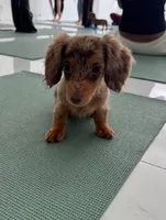 Baby, a female Miniature Dachshund for sale in New York, NY – 2 of 2