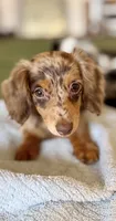 Baby, a female Miniature Dachshund for sale in New York, NY – 1 of 2