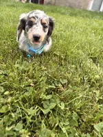 tommy, a male Miniature Dachshund for sale in New York, NY – 2 of 3