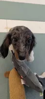 dakota , a male Miniature Dachshund for sale in New York, NY – 2 of 2