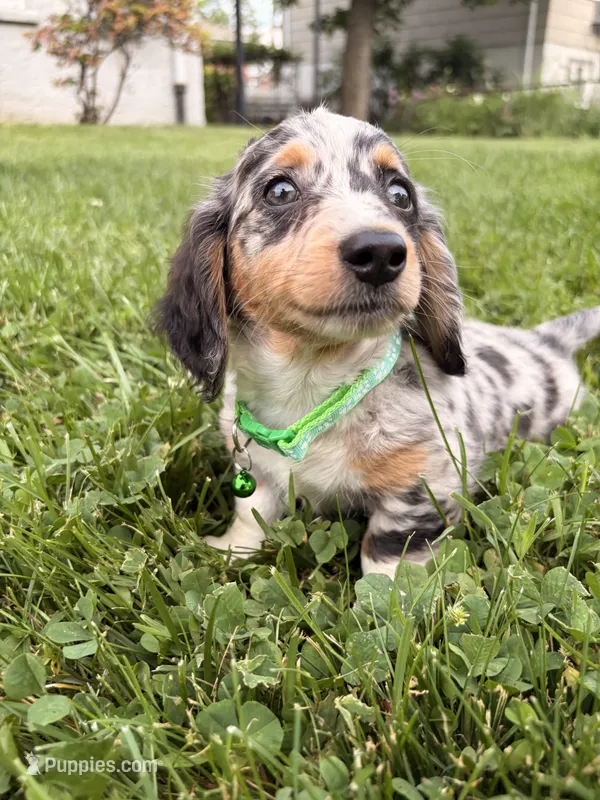 Timmy – Miniature Dachshund puppy for sale in New York, NY