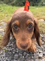 chocolate, a male Miniature Dachshund for sale in New York, NY – 3 of 3