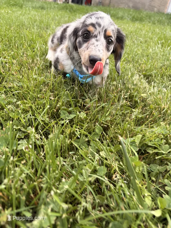 tommy – Miniature Dachshund puppy for sale in New York, NY