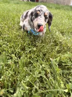 tommy, a male Miniature Dachshund for sale in New York, NY – 1 of 3
