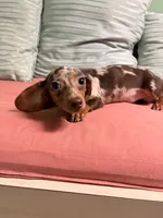 Punk, a male Miniature Dachshund for sale in New York, NY – 2 of 6