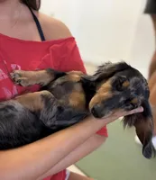Pogo, a male Miniature Dachshund for sale in New York, NY – 3 of 3