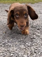 chocolate, a male Miniature Dachshund for sale in New York, NY – 1 of 3