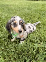 Timmy, a male Miniature Dachshund for sale in New York, NY – 3 of 3