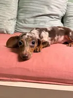 Punk, a male Miniature Dachshund for sale in New York, NY – 6 of 6