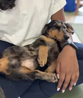 Pogo, a male Miniature Dachshund for sale in New York, NY – 2 of 3