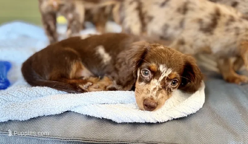 Japan – Miniature Dachshund puppy for sale in New York, NY