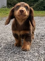 chocolate, a male Miniature Dachshund for sale in New York, NY – 2 of 3