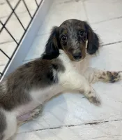 dakota , a male Miniature Dachshund for sale in New York, NY – 1 of 2