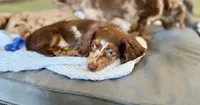 Japan, a male Miniature Dachshund for sale in New York, NY – 2 of 3