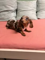 Punk, a male Miniature Dachshund for sale in New York, NY – 4 of 6