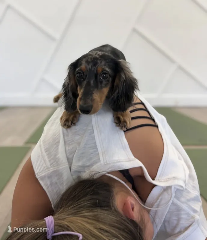 Pogo – Miniature Dachshund puppy for sale in New York, NY