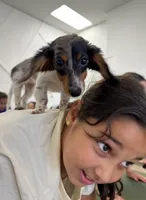 Amiee, a female Miniature Dachshund for sale in New York, NY – 2 of 4