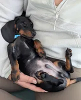 Monkey , a male Miniature Dachshund for sale in New York, NY – 1 of 2