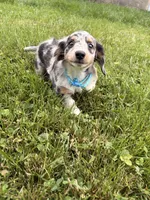 tommy, a male Miniature Dachshund for sale in New York, NY – 3 of 3