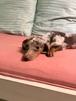 Punk, a male Miniature Dachshund for sale in New York, NY – 3 of 6