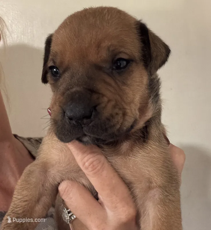 Bandit – Boerboel puppy for sale in Desert Hot Springs, CA