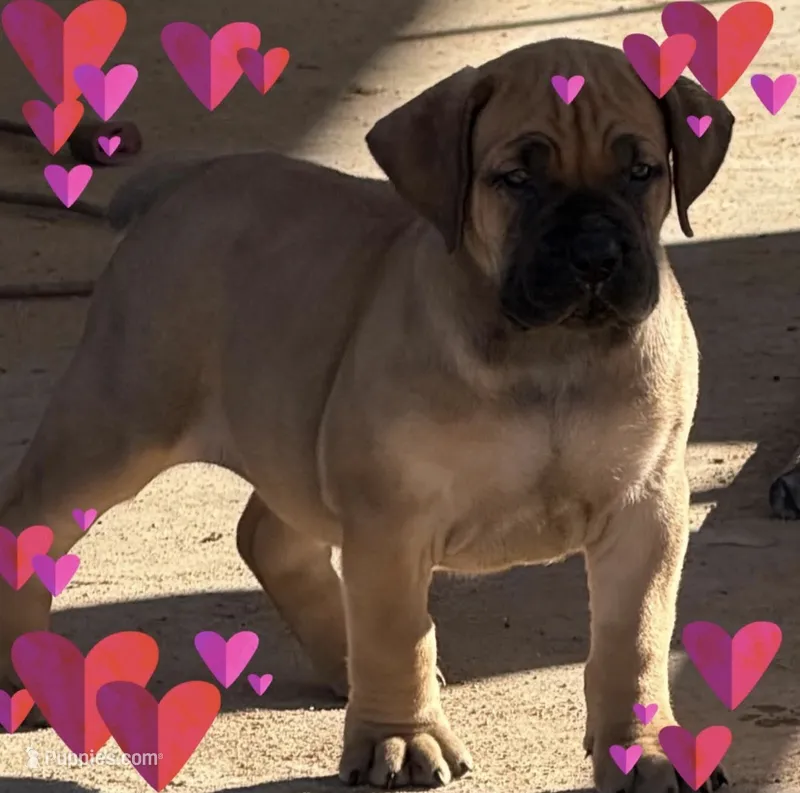 Luci – Boerboel puppy for sale in Desert Hot Springs, CA