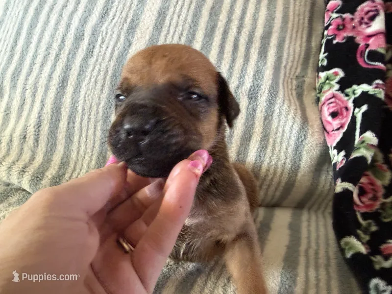 Bandit – Boerboel puppy for sale in Desert Hot Springs, CA