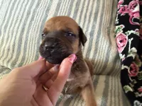 Bandit, a male Boerboel for sale in Desert Hot Springs, CA – 1 of 2