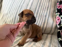 Bandit, a male Boerboel for sale in Desert Hot Springs, CA – 2 of 2