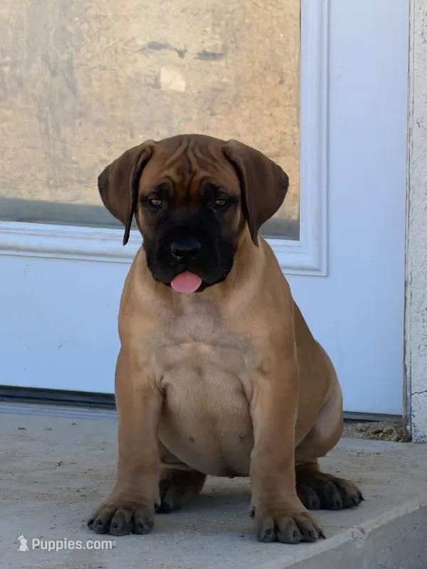Bella – Boerboel puppy for sale in Desert Hot Springs, CA