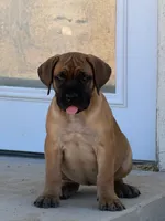 Bella, a female Boerboel for sale in Desert Hot Springs, CA – 1 of 1