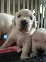 Red - Red Collar, a male English Cream Golden Retriever for sale in Weidman, MI – 3 of 10