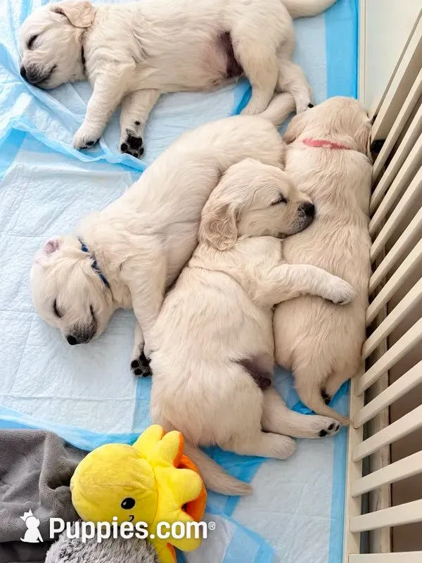  Daisy - Pink Collar, a female English Cream Golden Retriever for sale in Weidman, MI – 5 of 10