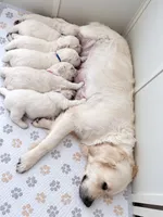  Dozer - Black Collar, a male English Cream Golden Retriever for sale in Weidman, MI – 7 of 10