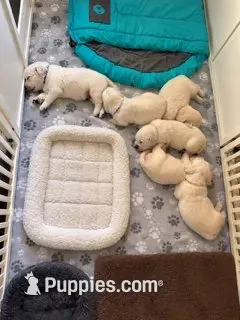  Daisy - Pink Collar, a female English Cream Golden Retriever for sale in Weidman, MI – 7 of 10