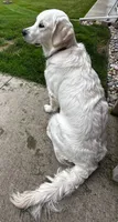  Dozer - Black Collar, a male English Cream Golden Retriever for sale in Weidman, MI – 10 of 10