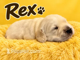 Rex - Yellow Collar – English Cream Golden Retriever puppy for sale in Weidman, MI