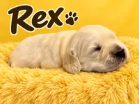Rex - Yellow Collar, a male English Cream Golden Retriever for sale in Weidman, MI – 1 of 10