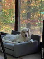 Rex - Yellow Collar, a male English Cream Golden Retriever for sale in Weidman, MI – 9 of 10