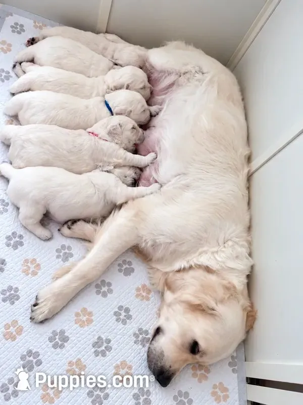  Daisy - Pink Collar, a female English Cream Golden Retriever for sale in Weidman, MI – 8 of 10