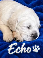 Echo - Blue Collar, a male English Cream Golden Retriever for sale in Weidman, MI – 3 of 6
